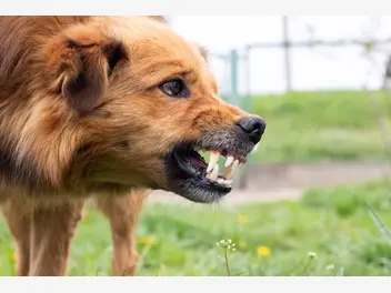 Ilustracja artykułu pies atakuje bez ostrzeżenia? drabina agresji u psów