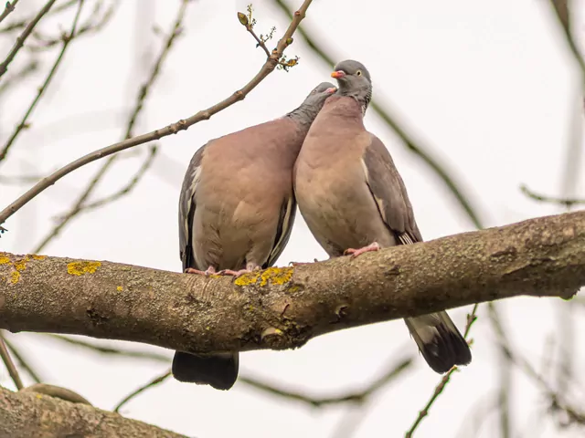 Gołębie ozdobne - co warto wiedzieć