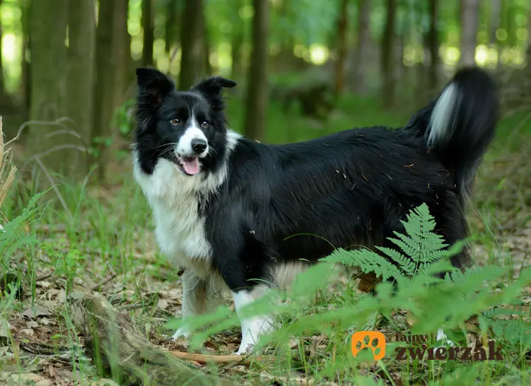 Pies podczas spaceru w lesie w trawie, a także jak chronić psa przed kleszczami
