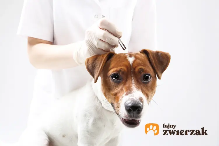 Pies podczas usuwania kleszcza, a także porady, jak chronić psa przed kleszczami