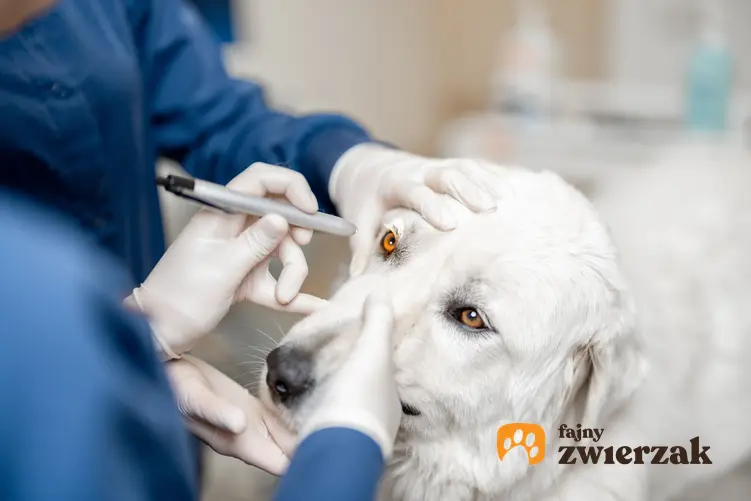 Pies podczas wizyty u weterynarza, a także padaczka u psów, jej przyczyny i leczenie