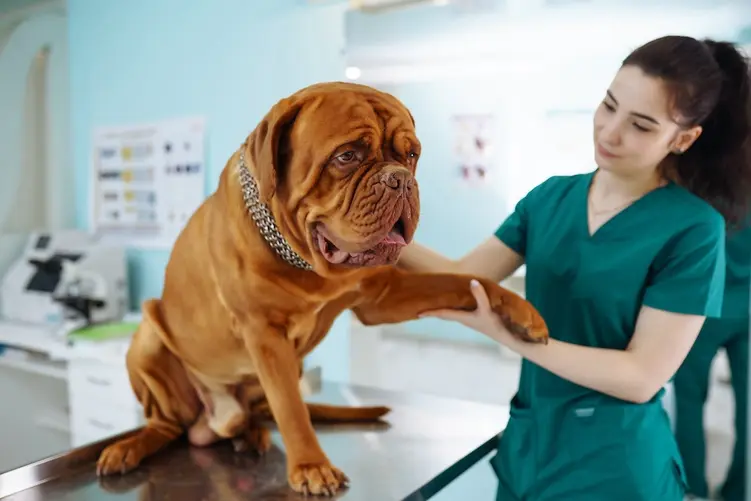 Zapobieganie problemom ortopedycznym u dużych psów – poradnik profilaktyczny