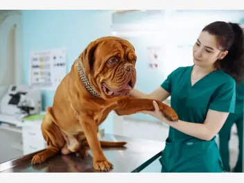Ilustracja artykułu zapobieganie problemom ortopedycznym u dużych psów – poradnik profilaktyczny