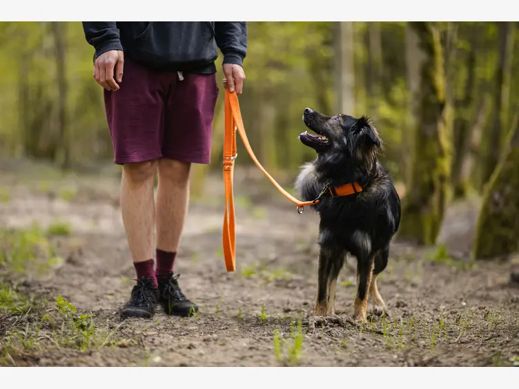 Ilustracja artykułu spacery z psem podczas upalnych dni. o czym musisz pamiętać?