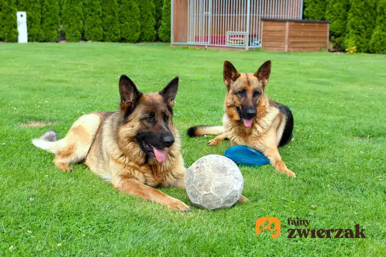 Dwa psy i piłka