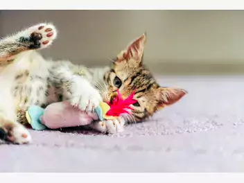 Ilustracja artykułu ujarzmij kocie instynkty – najlepsze zabawki dla kota