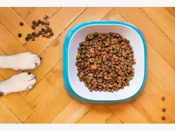Ilustracja artykułu zdrowa dieta dla psa: jak dobrać odpowiednie pożywienie dla swojego pupila?
