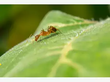 Ilustracja artykułu hodowla mrówek – wszystko, co powinieneś o niej wiedzieć