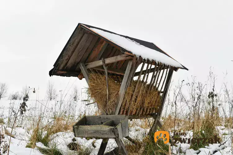 Paśnik zimą w lesie