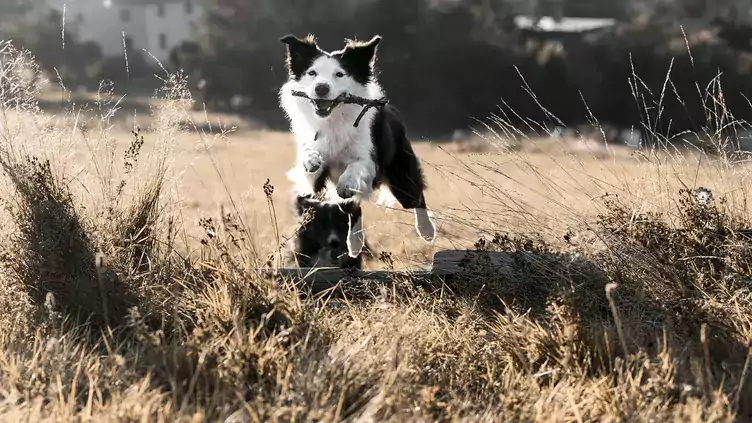 SANADOG | Naturalne przysmaki dla zdrowia i radości Twojego psa