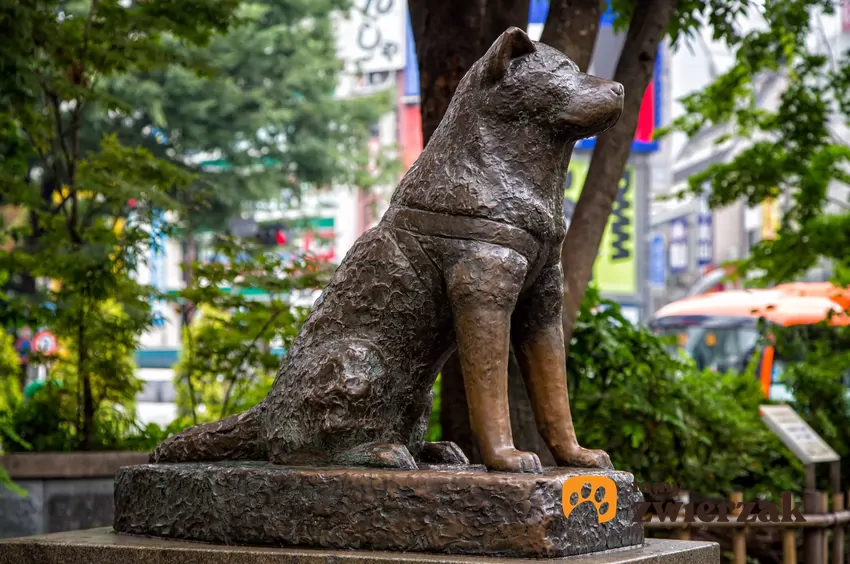 Pomnik psa Hachiko, Shibuya, Tokyo