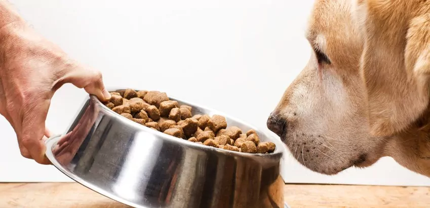 Wprowadź monoproteinową karmę, gdy podejrzewasz u psa alergię pokarmową Karma dla psa