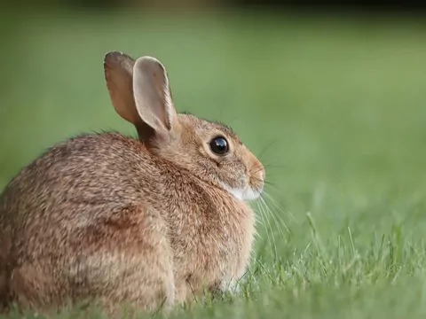 Karma dla królika