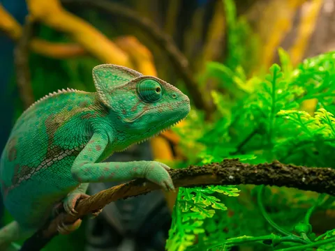 Polecany sklep terrarystyczny