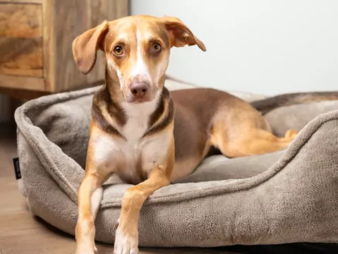 E-Legowisko - Polska Marka Legowisk Dla Psów i Kotów