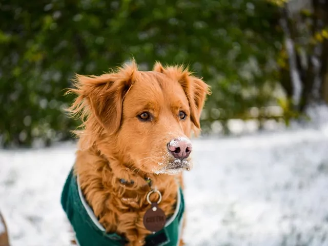 Czy pies potrzebuje swetra zimą?