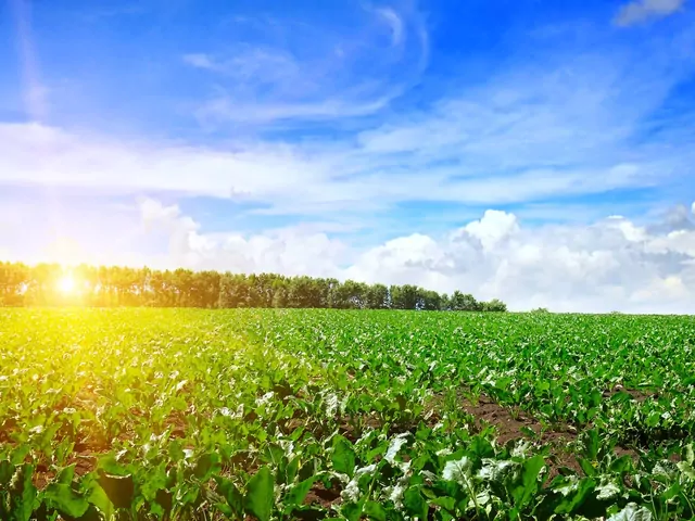 Zwalczanie komosy białej