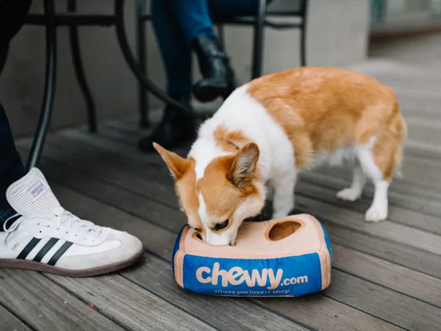 Jak wybrać idealną karmę dla psa?