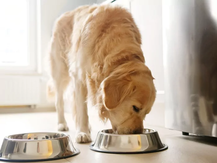 Skład karmy dla psa