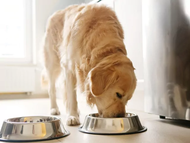 Skład karmy dla psa