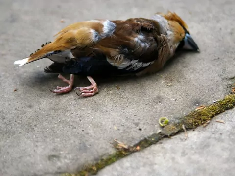 Zagrożenia dla ptaków w ogrodzie