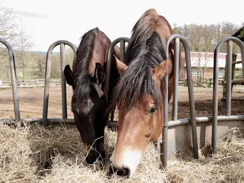 Pasze, suplementy i dodatki – jak wybrać to, czego naprawdę potrzebuje koń?