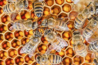 Zanim wybierzesz rasę pszczół, sprawdź dokładnie lokalne warunki klimatyczne i pożytki Rasy pszczół