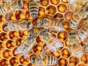 Ile jest ras pszczół?