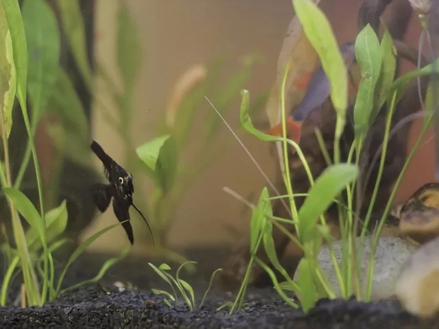 Jak założyć swoje pierwsze akwarium morskie?