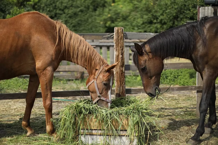 Sieczka to coś znacznie więcej niż „dodatkowe siano w wersji pociętej”. To element diety, który realnie wpływa na zdrowie żołądka, tempo trawienia, poziom energii i ogólną kondycję konia.