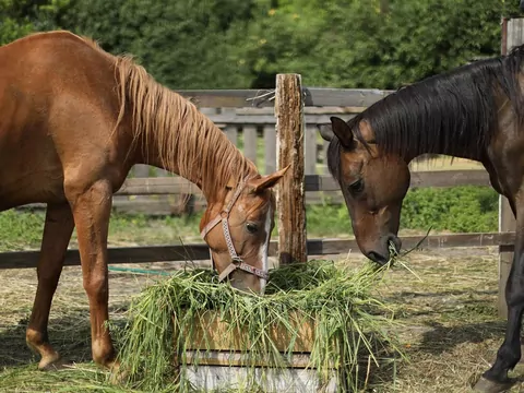 Sieczki w diecie koni