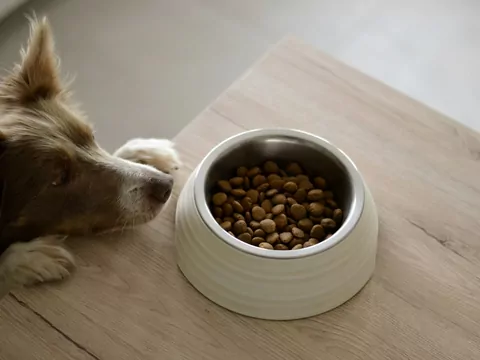 Karma monoproteinowa dla psa