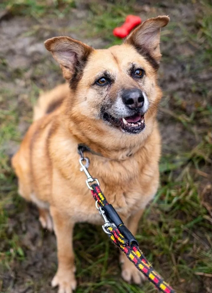 Weekend adopcji z Mars Polska