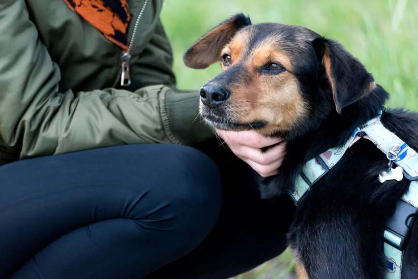 Dogoterapia z Mars Polska