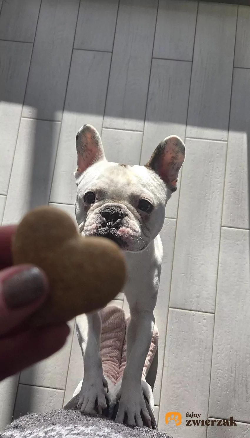 Stefan – najpiękniejszy pies na ziemi