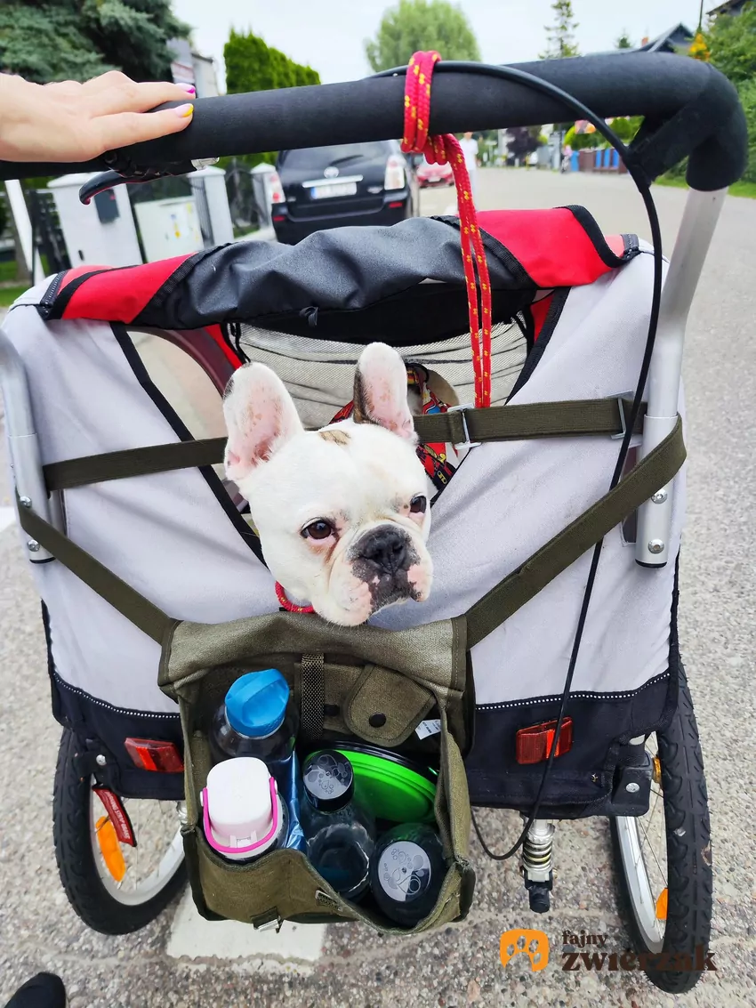 Stefan – najpiękniejszy pies na ziemi