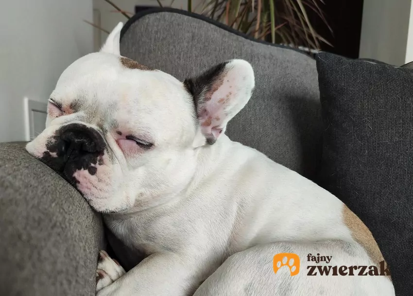 Stefan – najpiękniejszy pies na ziemi