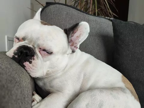 Stefan – najpiękniejszy pies na ziemi