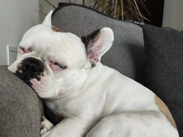 Stefan – najpiękniejszy pies na ziemi