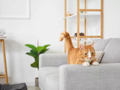 Twój kot drapie meble? Poznaj przyczyny i skuteczne sposoby