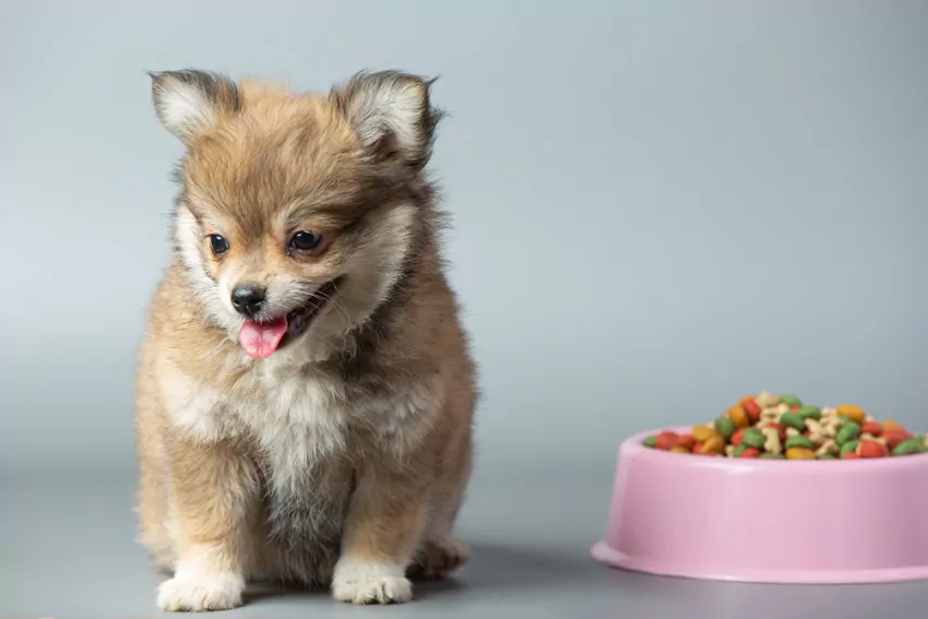 Żywienie szczeniaka – jakie składniki są ważne w diecie?