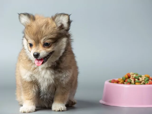 Żywienie szczeniaka