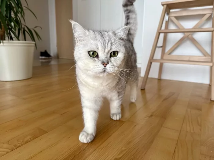 Ubezpieczenie NNW psa i kota