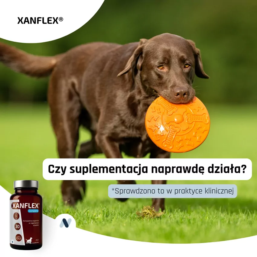 Współczesne wspomaganie terapii choroby zwyrodnieniowej stawów u psów