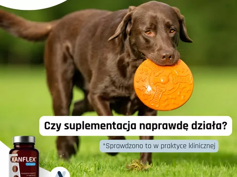 Współczesne wspomaganie terapii choroby zwyrodnieniowej stawów u psów