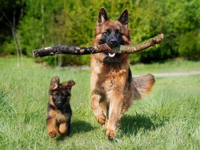 Karma dla owczarka niemieckiego