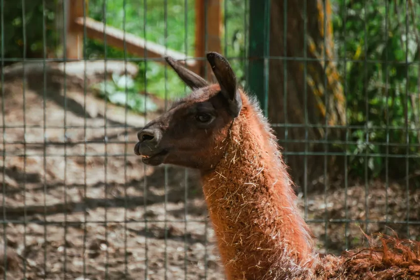Lama