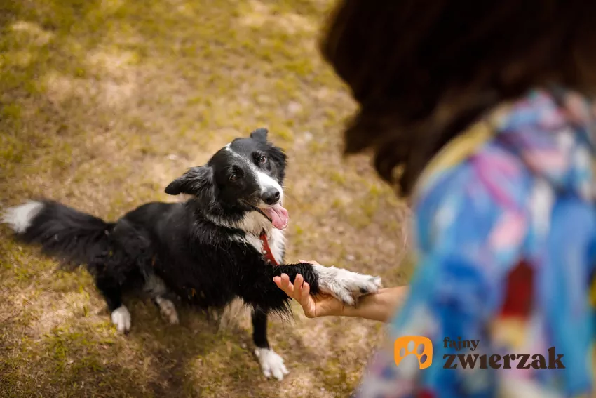 Co powstrzymuje Polaków przed adopcją zwierząt? Mars publikuje nowe badanie i wspólnie z Towarzystwem Opieki nad Zwierzętami w Polsce organizuje Weekend Adopcji