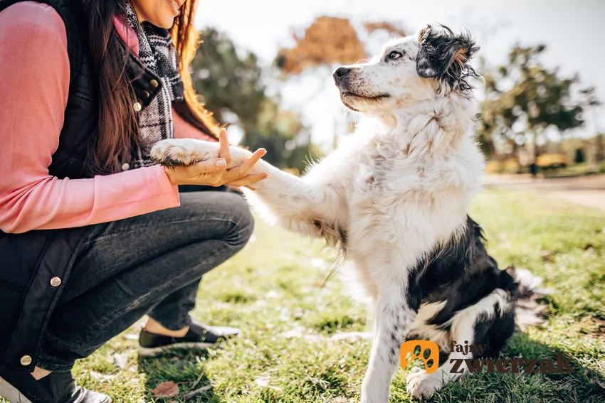 Co powstrzymuje Polaków przed adopcją zwierząt? Mars publikuje nowe badanie i wspólnie z Towarzystwem Opieki nad Zwierzętami w Polsce organizuje Weekend Adopcji
