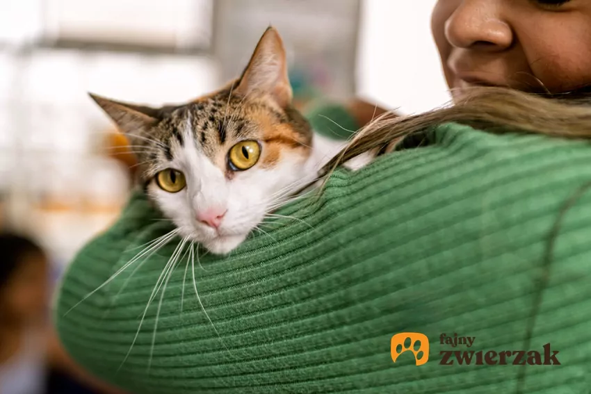 Co powstrzymuje Polaków przed adopcją zwierząt? Mars publikuje nowe badanie i wspólnie z Towarzystwem Opieki nad Zwierzętami w Polsce organizuje Weekend Adopcji
